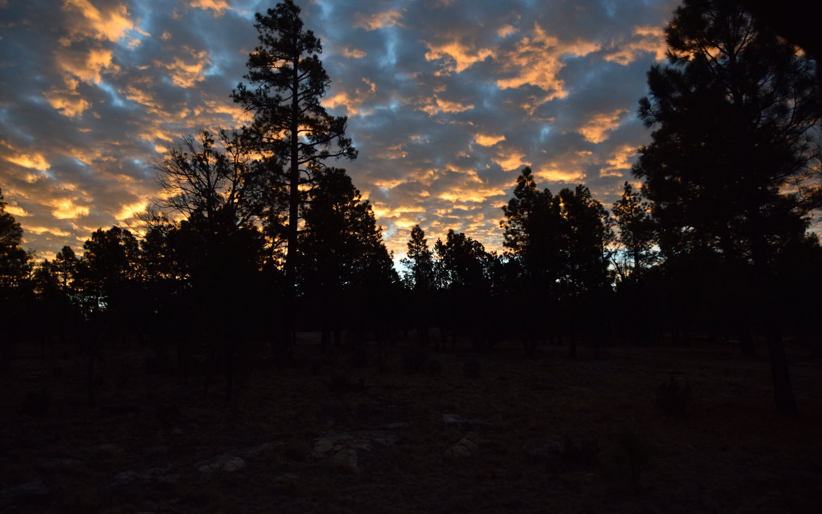 Sunrise over the pine country of Arizona’s Mogollon Rim